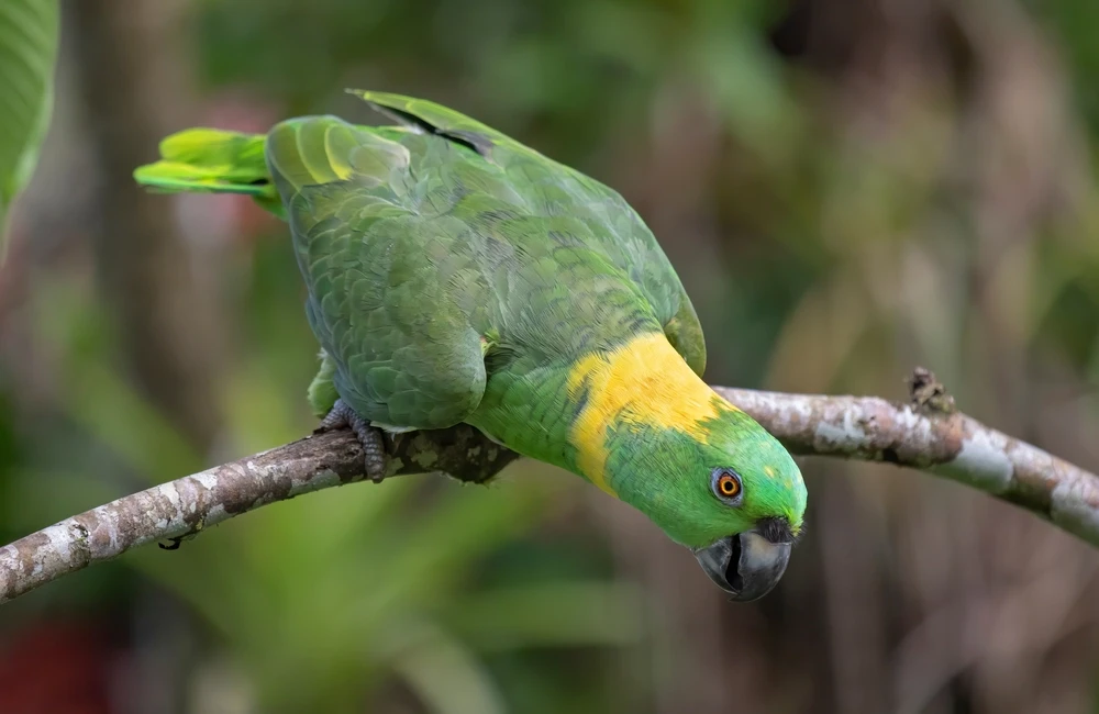 Yellow-Naped-Amazon 07