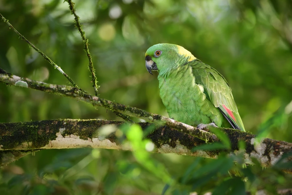 Yellow-Naped-Amazon 08