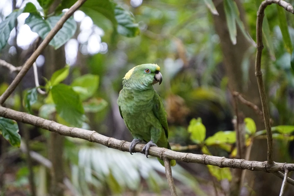 Yellow-Naped-Amazon 09