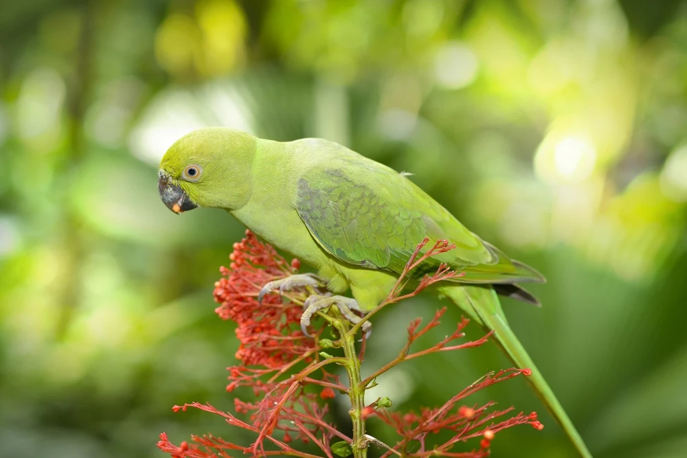 Yellow-Naped-Amazon 10