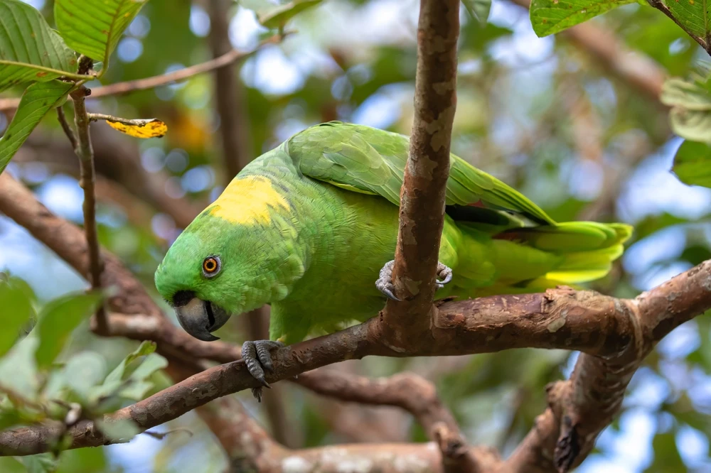 Yellow-Naped-Amazon 11