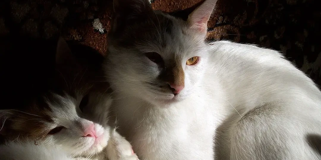 Le chat qui roucoule : l'Anatoli, un trésor turc méconnu