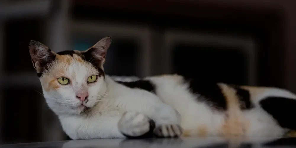 Le Bobtail japonais : un chat venu d'un autre millénaire