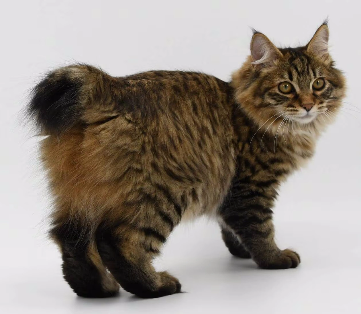 Karelian-Bobtail 01