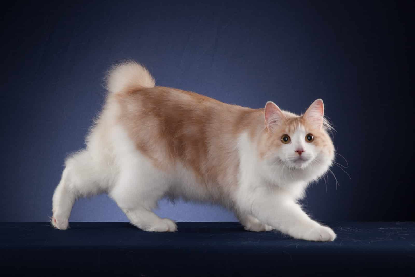 Karelian-Bobtail 02