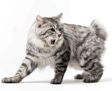 Karelian-Bobtail 03