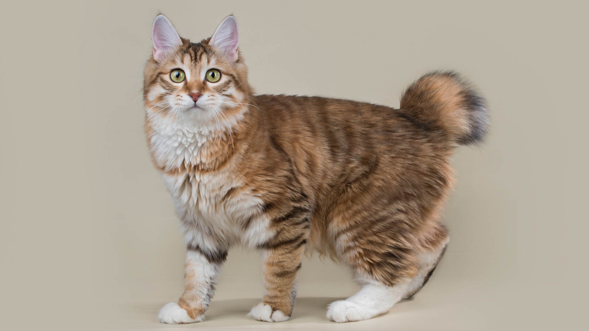 Karelian-Bobtail 04