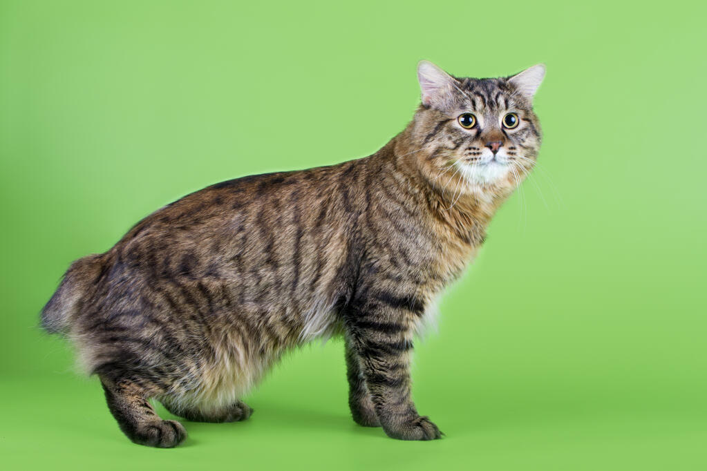 Karelian-Bobtail 05