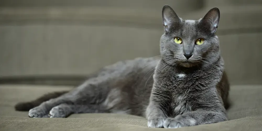 Le Korat, félin au pelage de lune