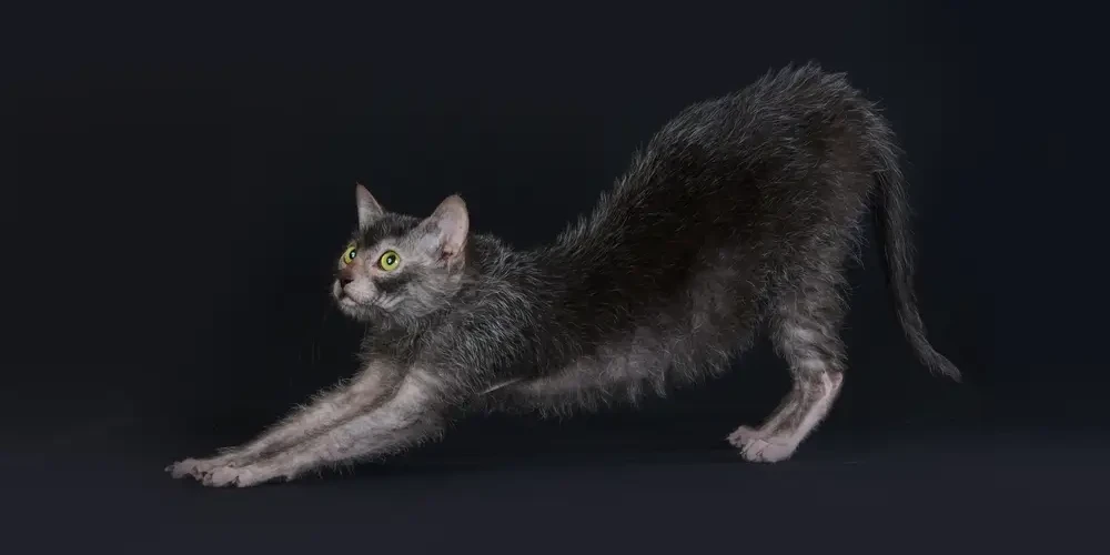 Lykoï : le chat-loup qui bouscule les codes