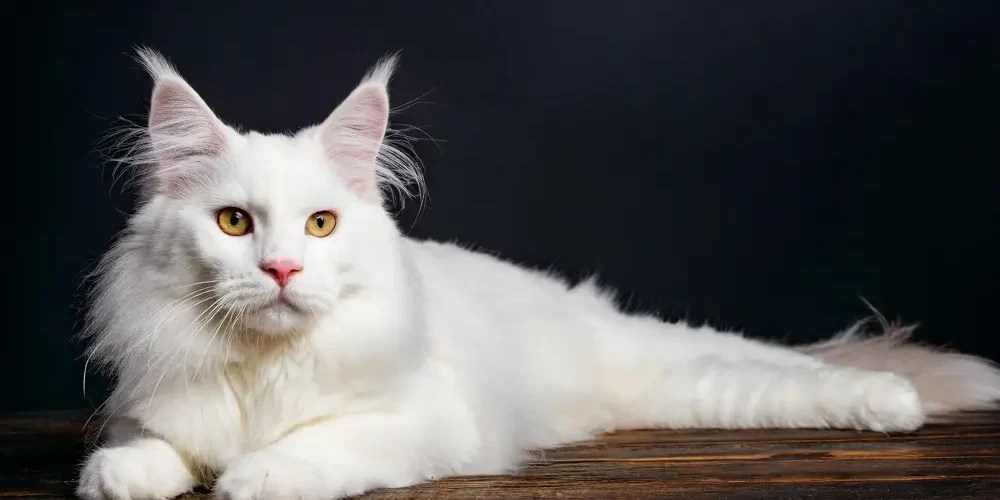 Maine-Coon 04