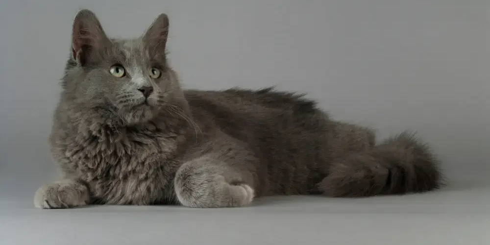 Nebelung 04
