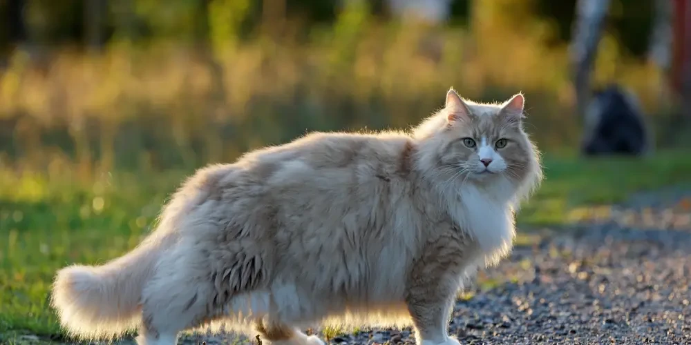 Norwegian-Forest-Cat 04