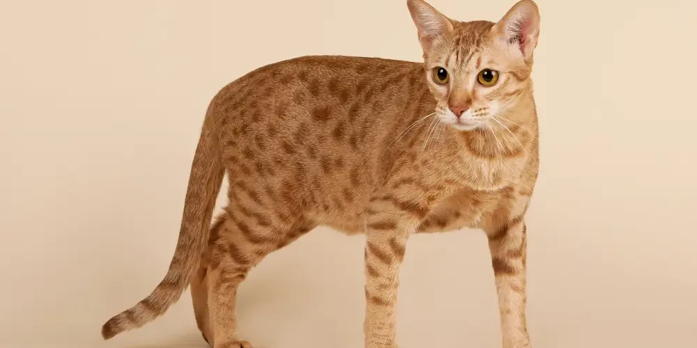 Ocicat 04