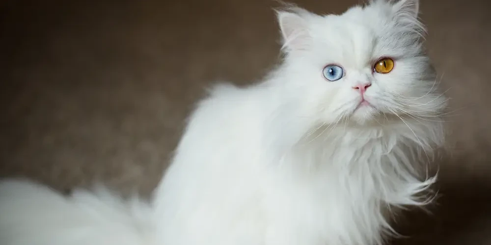 Persian-Cat 04
