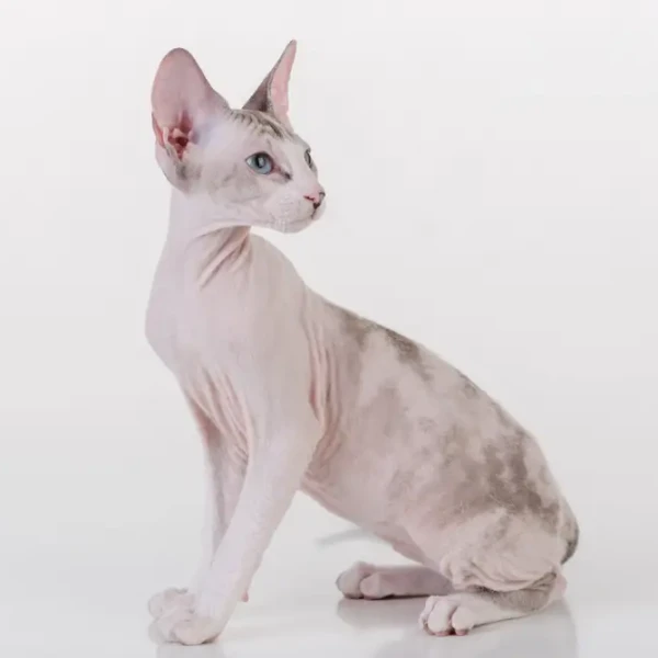 Peterbald 02