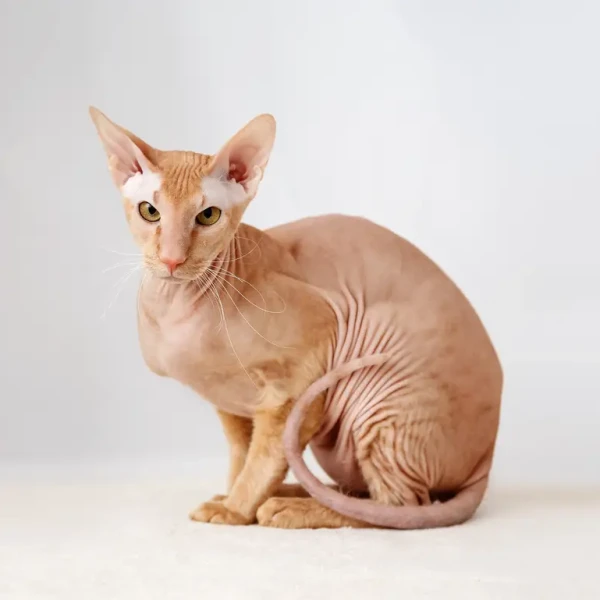 Peterbald 03