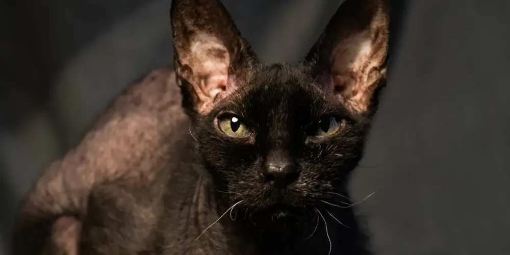 Peterbald 04