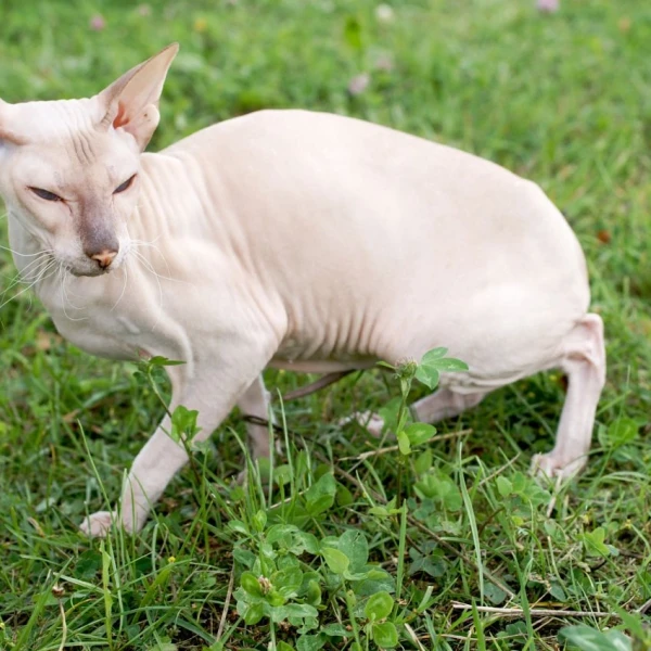 Peterbald 05
