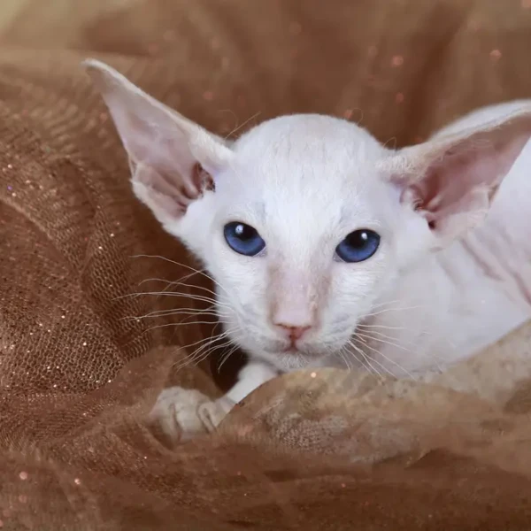 Peterbald 06