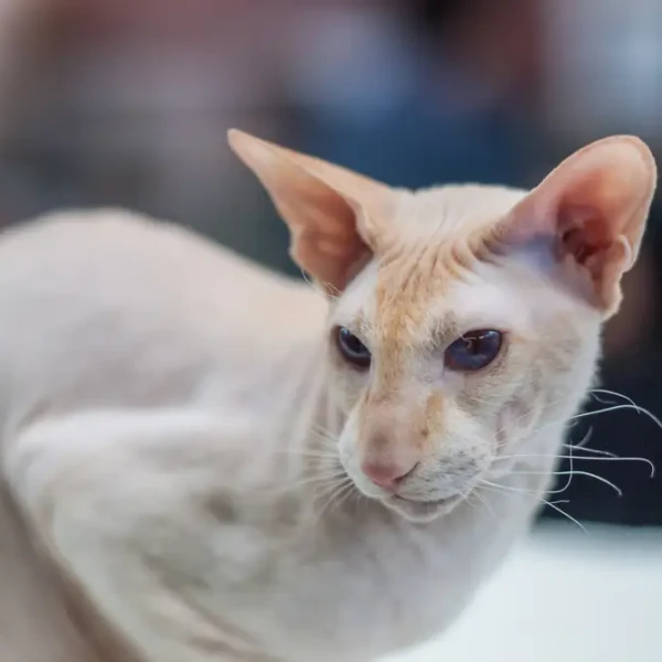 Peterbald 07