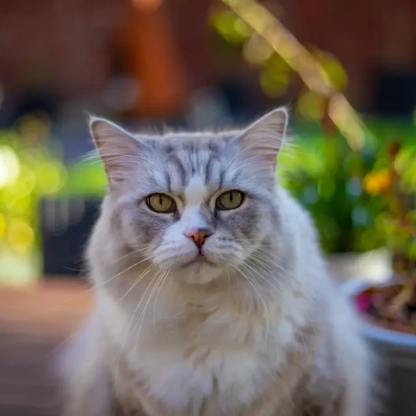 Ragamuffin-Cat 01