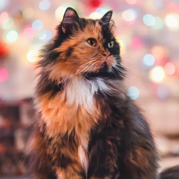 Ragamuffin-Cat 02
