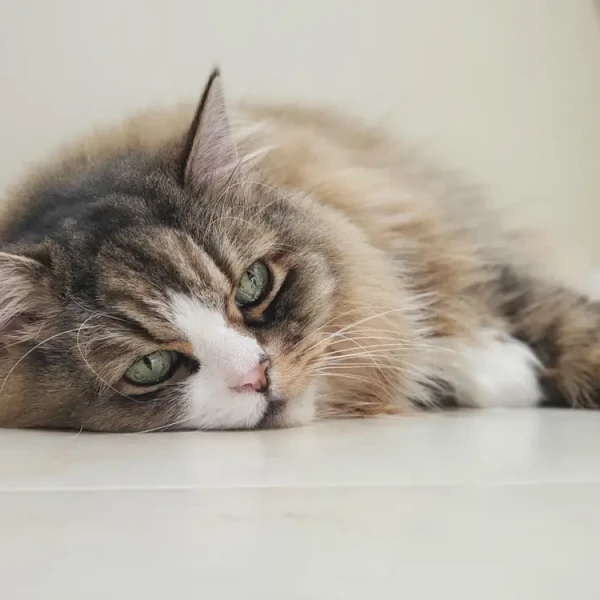 Ragamuffin-Cat 03