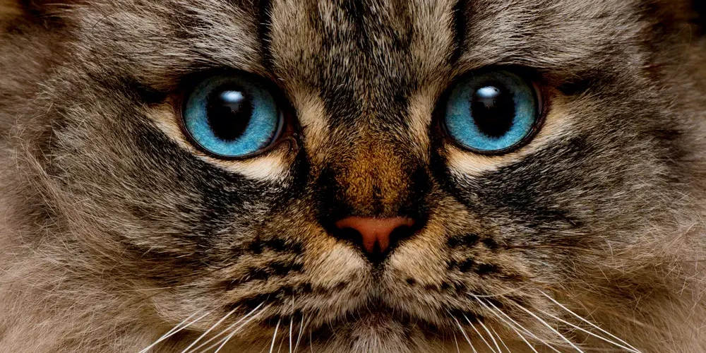 Ragamuffin-Cat 04