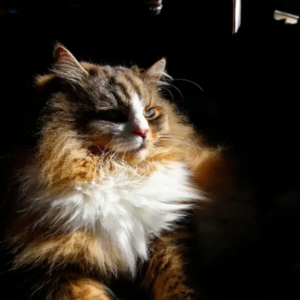 Ragamuffin-Cat 05