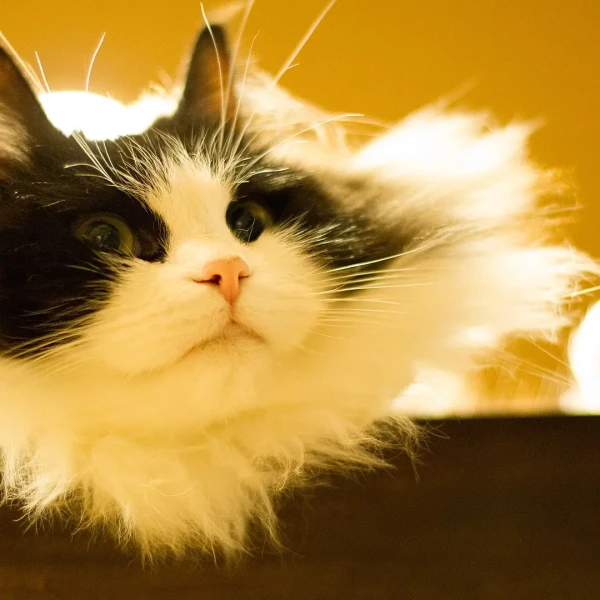 Ragamuffin-Cat 07