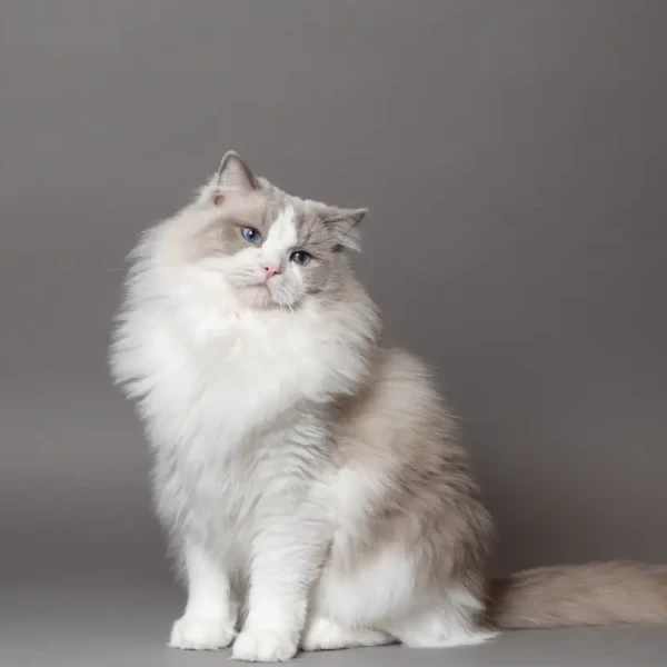 Ragdoll 01
