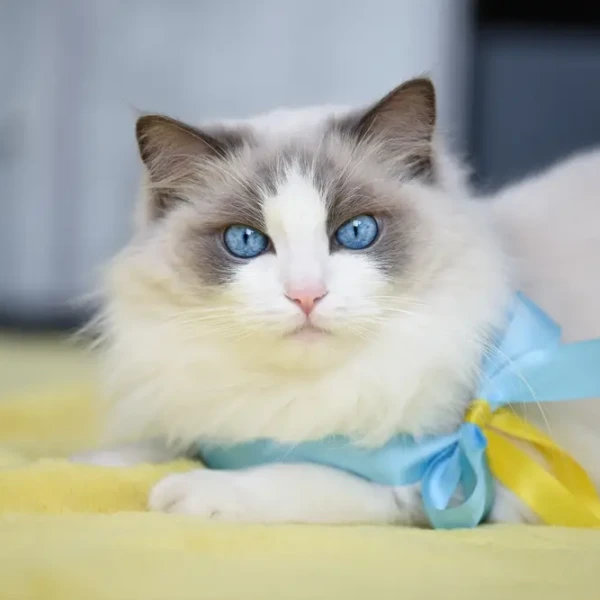 Ragdoll 03