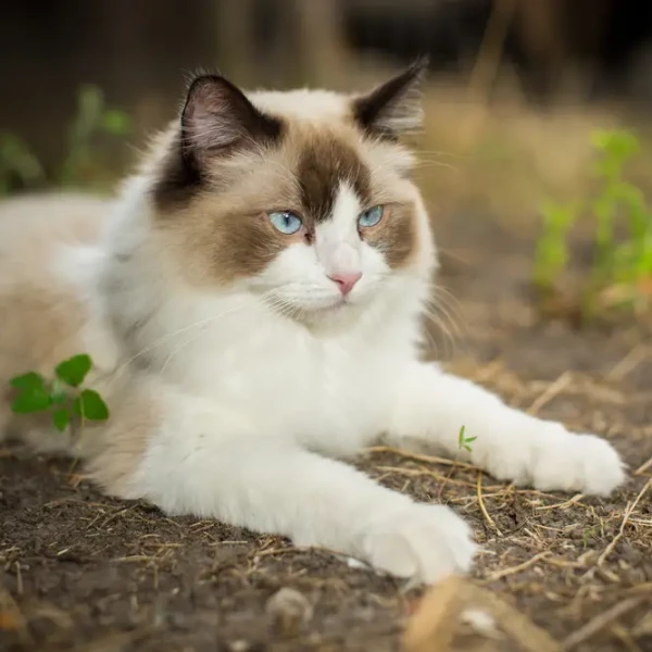 Ragdoll 05