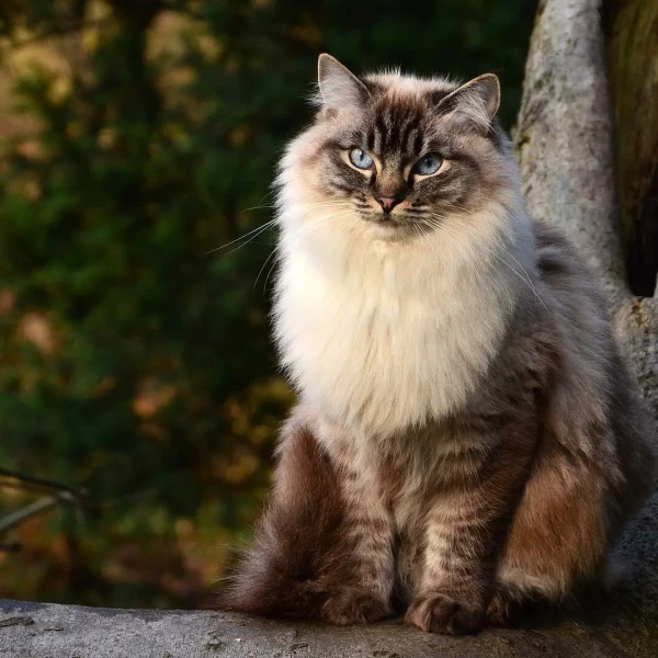 Ragdoll 06