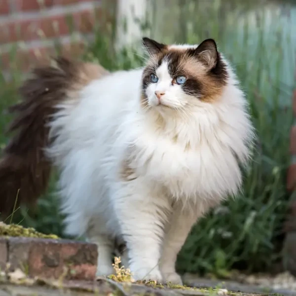 Ragdoll 07