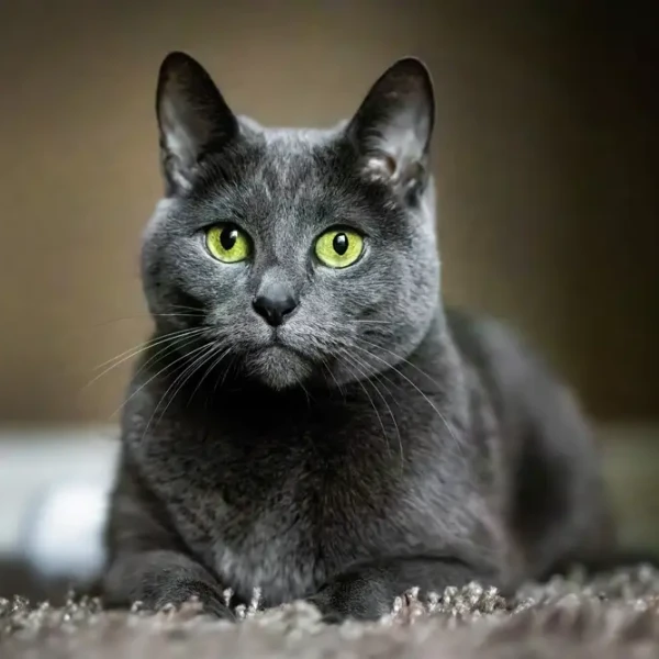 Russian-Blue 01