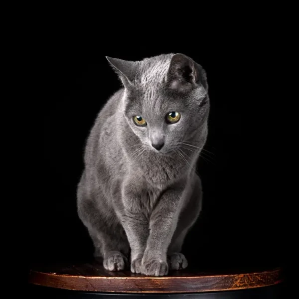 Russian-Blue 02