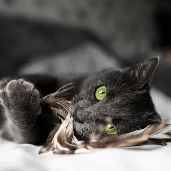 Russian-Blue 03