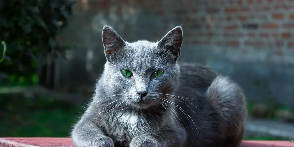 Russian-Blue 04