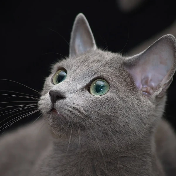 Russian-Blue 05