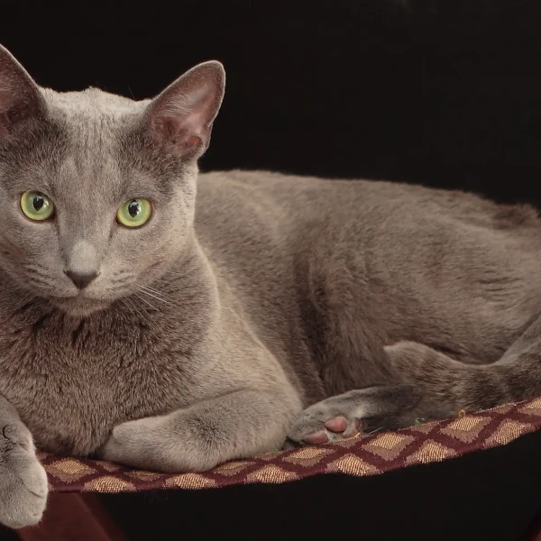 Russian-Blue 06