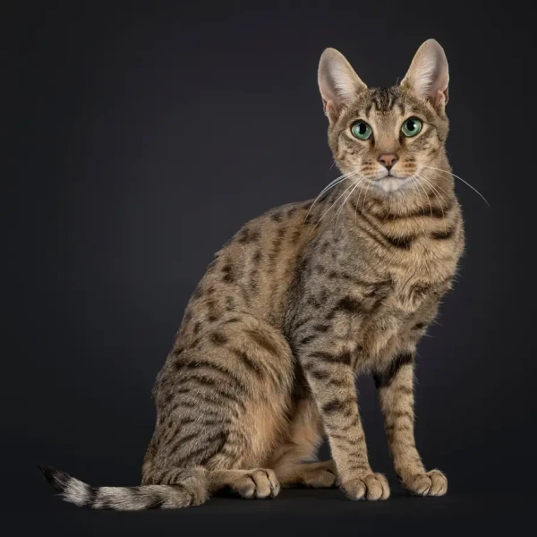 Savannah-Cat 01