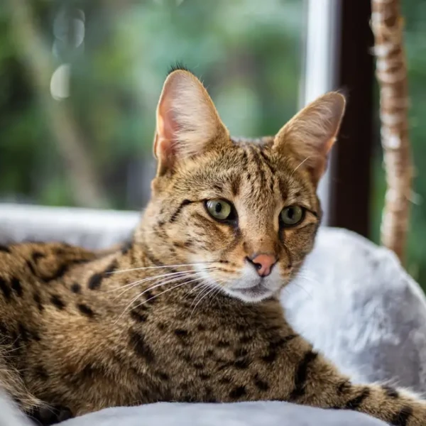 Savannah-Cat 03