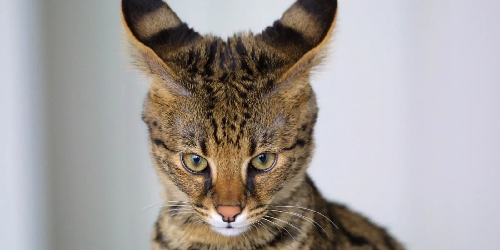 Savannah-Cat 04