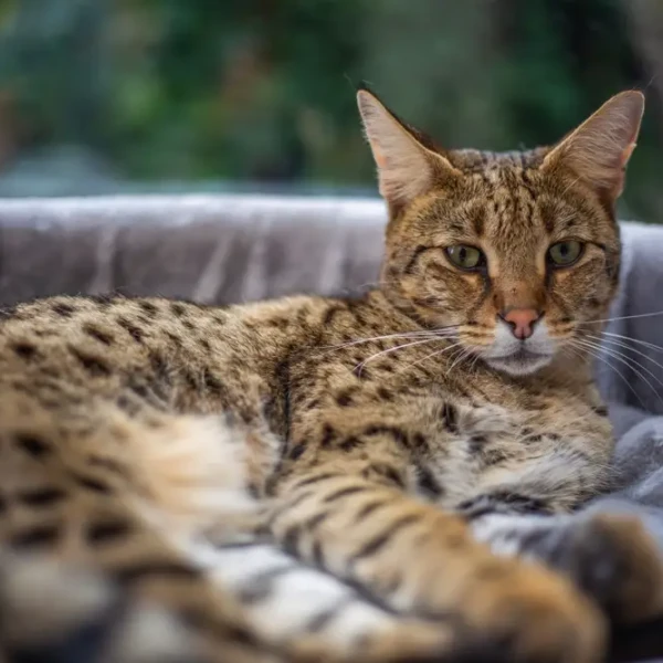 Savannah-Cat 05