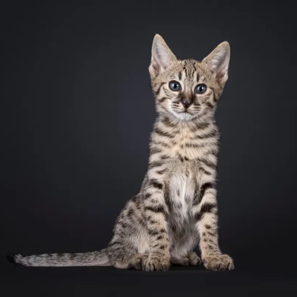 Savannah-Cat 06