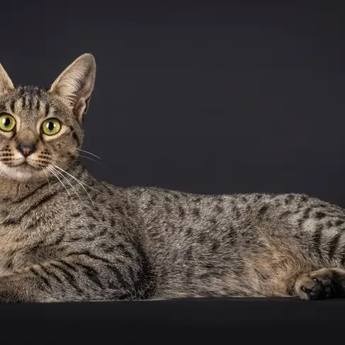 Savannah-Cat 08