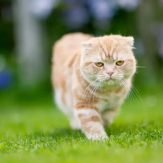 Scottish-Fold 02