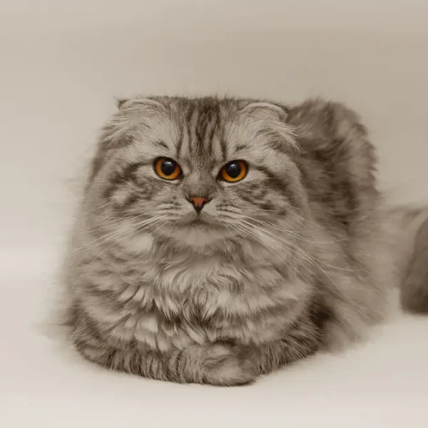 Scottish-Fold 03